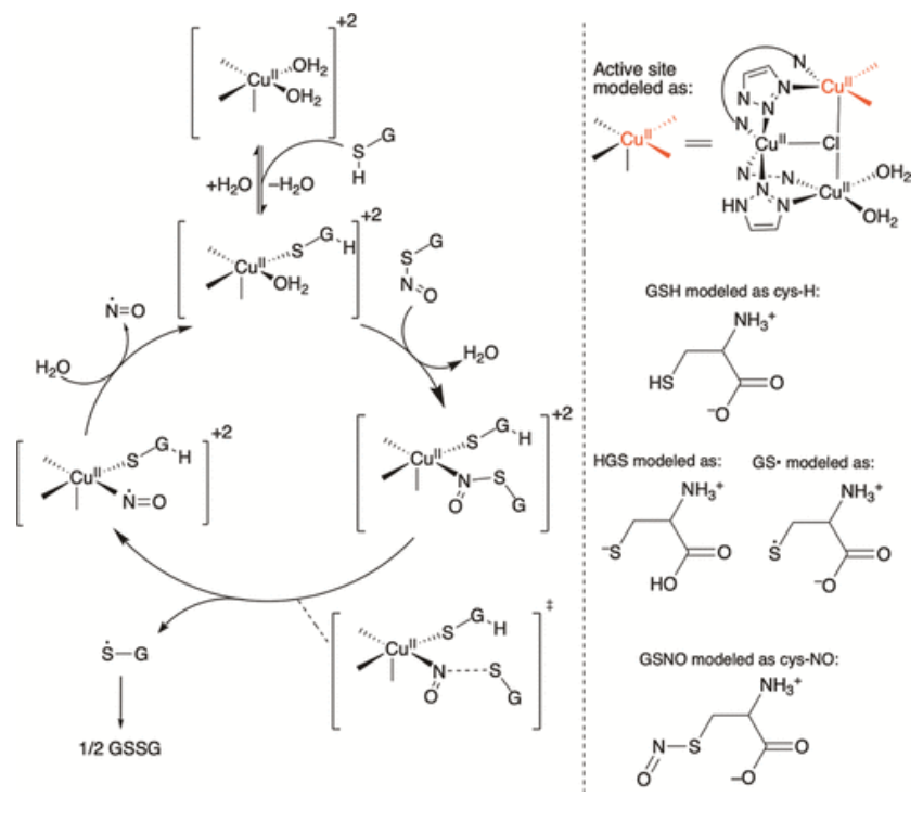 【純計算】JACS: 銅金屬-有機(jī)骨架催化S-亞硝基谷胱甘肽生成NO機(jī)制的計算研究