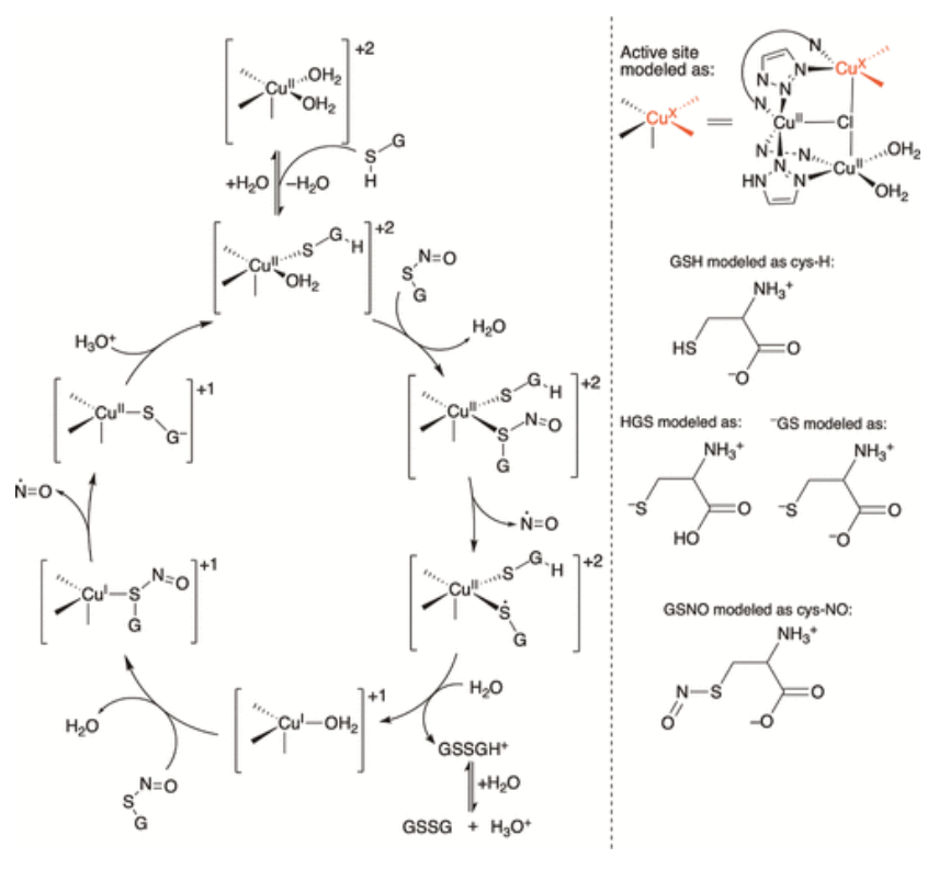 【純計算】JACS: 銅金屬-有機(jī)骨架催化S-亞硝基谷胱甘肽生成NO機(jī)制的計算研究