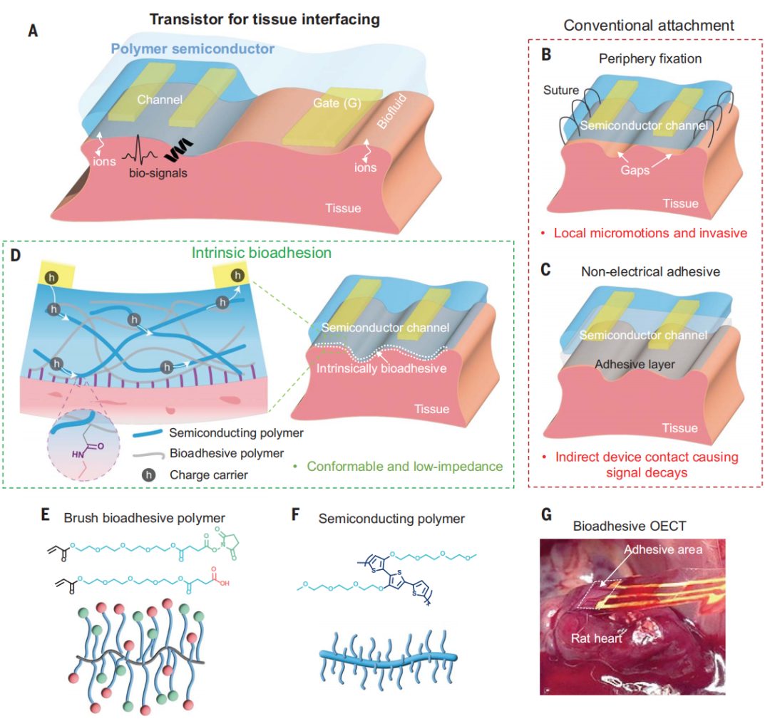 他，時(shí)隔三月，發(fā)完Nature Materials再發(fā)Science！