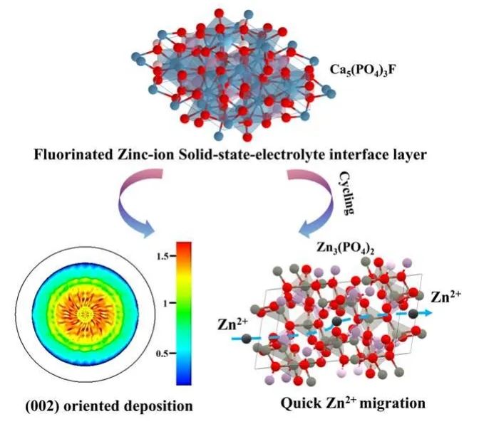 ?福大湯育欣Angew：氟化固態(tài)電解質(zhì)界面層引導水系鋅電池中鋅離子均勻沉積
