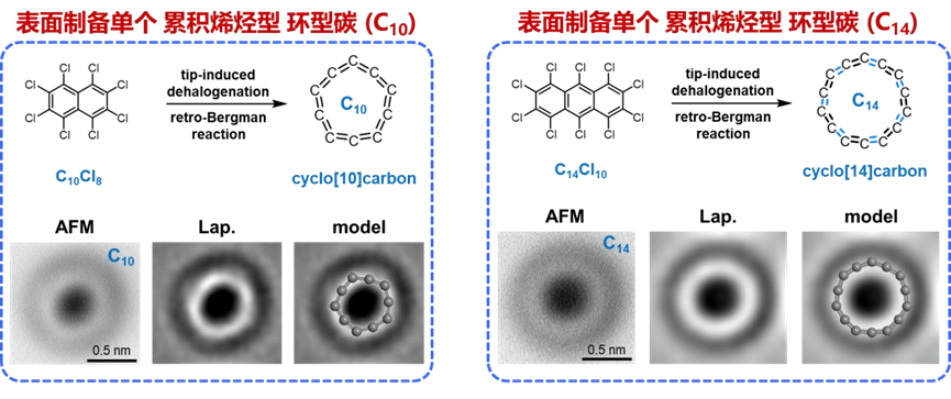 《自然》：同濟(jì)大學(xué)許維團(tuán)隊(duì)首次合成兩種新型碳同素異形體