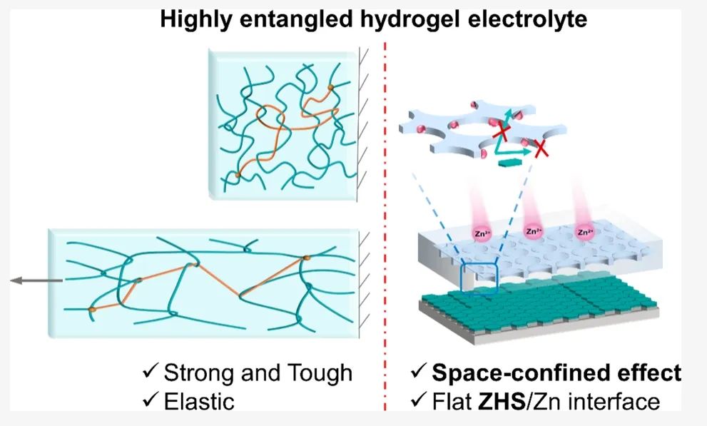 ?中南潘安強(qiáng)/方國趙ACS Energy Letters: 高纏連水凝膠通過界面限域效應(yīng)實(shí)現(xiàn)穩(wěn)定的鋅金屬電池