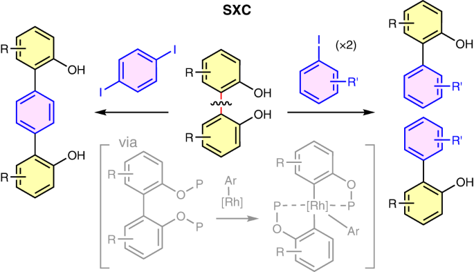 Nature Catalysis: 基于銠催化的非應(yīng)變芳基-芳基鍵活化的分裂交叉偶聯(lián)策略