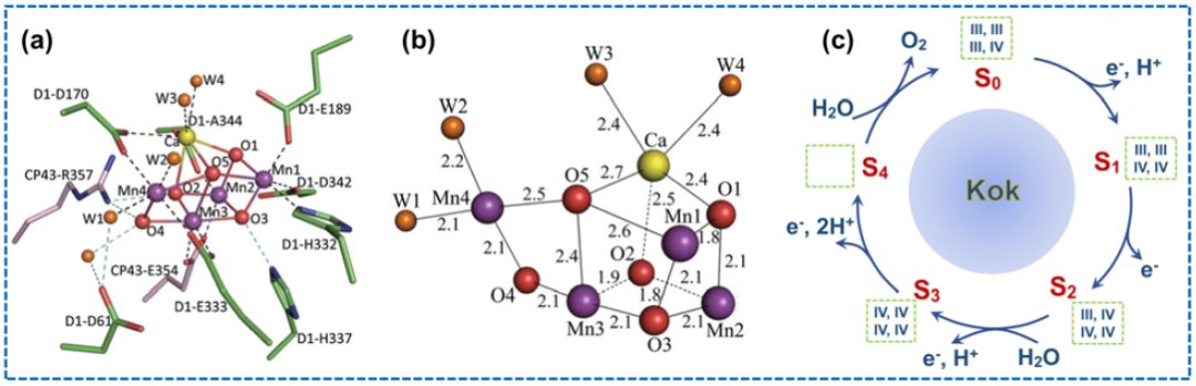 IF=46.2！Chem. Soc. Rev.最新綜述：過渡金屬基電催化劑OER各種機制！