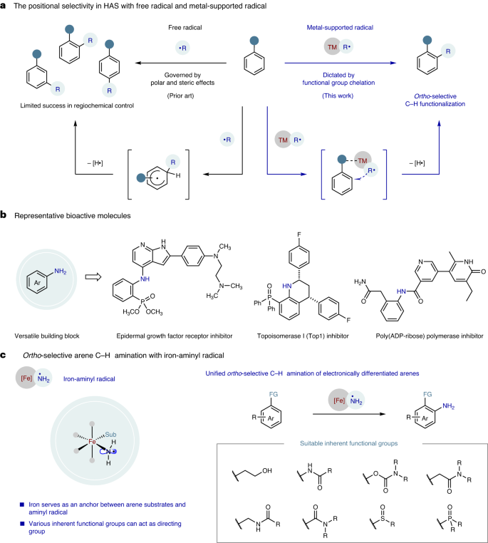 南開(kāi)大學(xué)Nature Catalysis: 鐵-氨基自由基實(shí)現(xiàn)高選擇性芳烴C-H胺化反應(yīng)