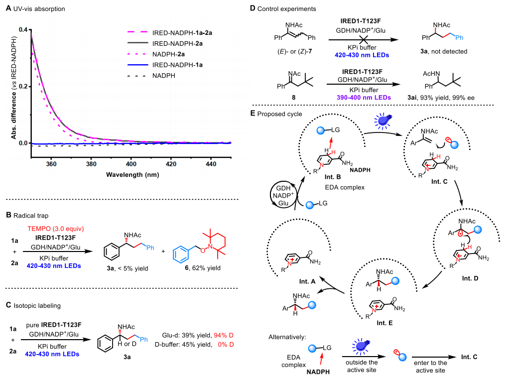 廈大王斌舉/南大黃小強(qiáng)，最新JACS！