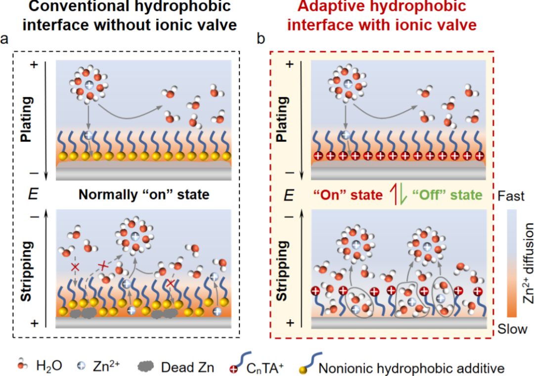 天津大學楊全紅團隊AM：可逆鋅電池用離子閥切換疏水界面！