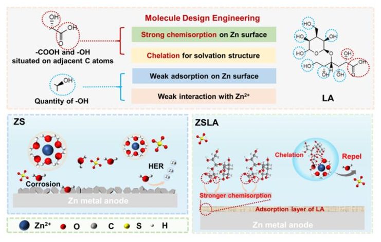 湖大Angew：糖類衍生物添加劑助力鋅金屬負(fù)極