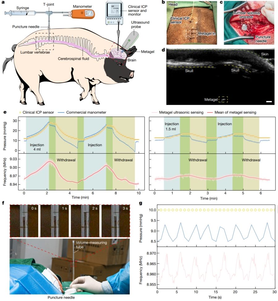 華中科技大學，最新Nature！