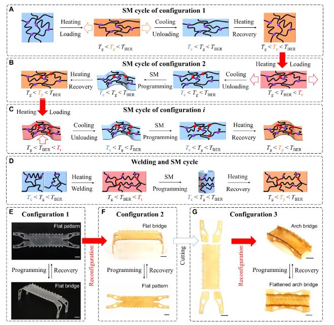 他，發(fā)表全球首篇“4D打印”論文，全球前2%頂尖科學(xué)家，最新Science子刊！