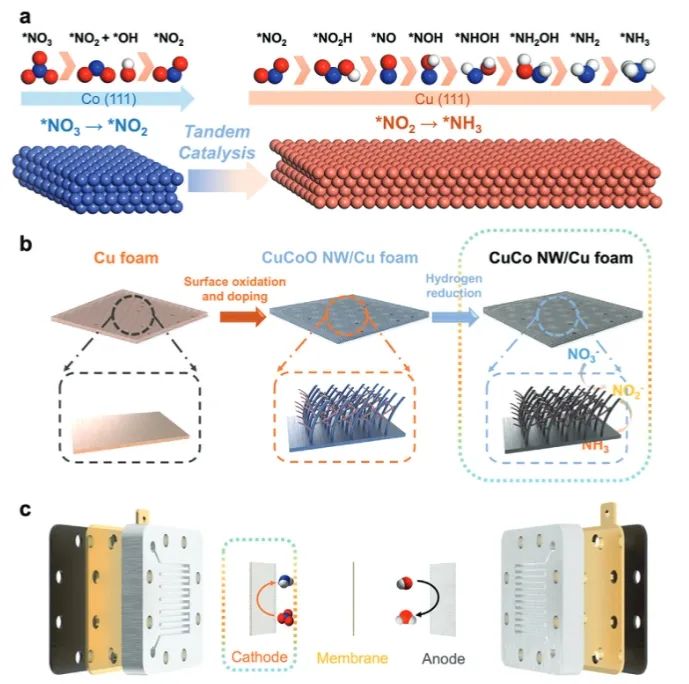 ?港理工/江大AFM: Cu納米線中引入Co，串聯(lián)催化NO3?電還原為NH3